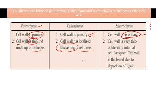 Differentiate between parenchyma collenchyma and sclerenchyma on the basis of their cell wall [upl. by Einnek298]