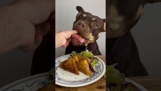 Samoussa maison 🤤 cooking food puppy doglove pets dogmom eat recipe dogfood staffy [upl. by Hafinah646]