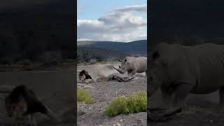 Rhino Stabs Male Lion with Its Horn [upl. by Bezanson]