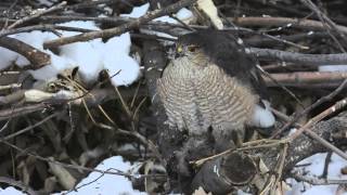 Adult Sharpshinned Hawk vs European Starling [upl. by Idona501]