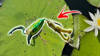 Which Frog Should You Use and when to use it [upl. by Alleram]