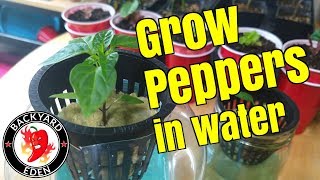 Growing Hydroponic Peppers  Kratky Pepper Update Episode 1 [upl. by Leahcim]