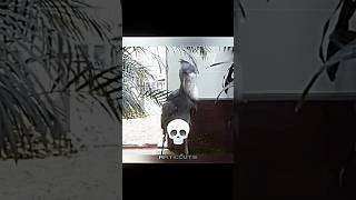 Best birds 💀☠️ fnf duet fridaynightfunkin fnaf fnafsecuritybreach memes trolledit [upl. by Newg]