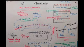 active membrane potential class 12  action potential [upl. by Arbmahs215]