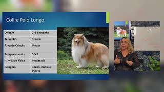 Cinofilia Com Betânia Groomer pets banhoetosa cursodebanhoetosa betaniamelatogroomer cães [upl. by Namzaj]