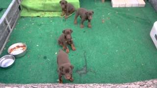 Doberman puppies 8 weeks old 2 females 2 males [upl. by Gadmann805]