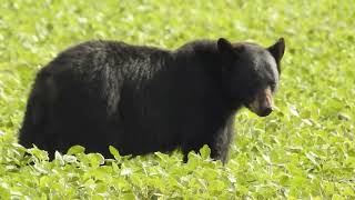 Black Bears at Pocosin National Wildlife Refuge [upl. by Mercer199]