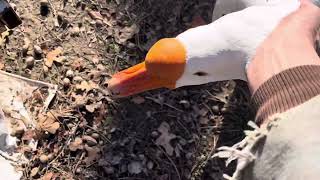 Trick To Grabbing An Aggressive Goose [upl. by Allix]