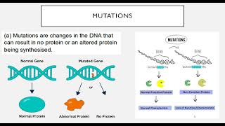 Single Gene Mutations [upl. by Iene963]