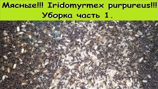 Мясные муравьи Iridomyrmex purpureus Уборка часть 1 [upl. by Liebman773]