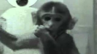 Harry Harlow Monkey Experiment Contact Comfort [upl. by Errot]