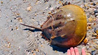 Huge Horseshoe Crab on the Beach [upl. by Ennaerb]