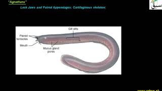 Subphylum Vertebrata Craniata Jawless Fish  1st year Biology  swap education portal [upl. by Eyla]