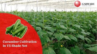 Cucumber Cultivation in V5 Shade Net House [upl. by Waugh885]