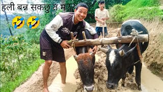 Goru Sanga Sakina Maile😤 Yesto VayoDaily vlogsNepali Vlogs [upl. by Demy]