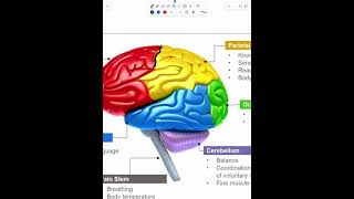 Anatomical localization of neurological lesions  Part 1 [upl. by Gennaro418]