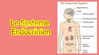 le système endocrinien [upl. by Schaffel]