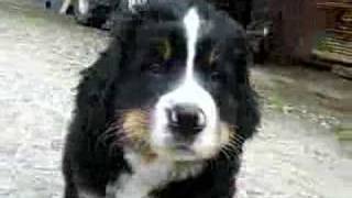 Berner Sennenhund welpen  Bernese Mountain Dogs Puppies [upl. by Berton465]