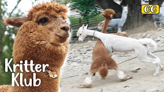 Have You Seen Alpacas Spit At Each Other Its Hilarious 😂  Kritter Klub [upl. by Eaton104]