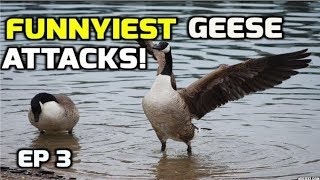 Funnyiest Aggressive Geese attacks complation  2018 [upl. by Yznel366]