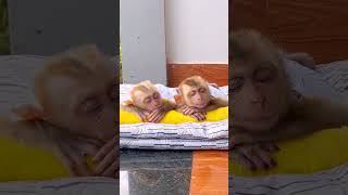 Monkey Bibi and Niki slept so well They looked so cute and adorable [upl. by Curson]