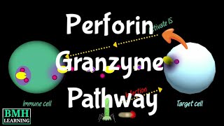 Perforin Granzyme Pathway  Perforin Granzyme Apoptosis Pathway [upl. by Hanonew]