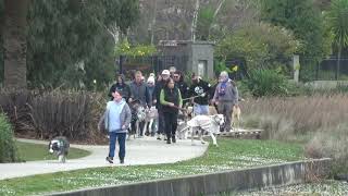 Great Dane Lovers Pakenham Lake walk Pakenham Victoria [upl. by Alicirp]