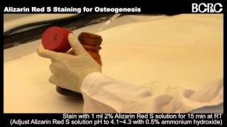 Alizarin Red S Staining for Oseogenesis [upl. by Brace776]