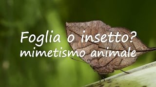 Foglia o insetto mimetismo animale [upl. by Tirma812]