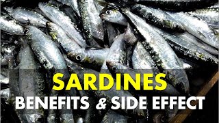 Sardines Benefits and Side Effects  Are Sardines Good For You [upl. by Mayfield965]