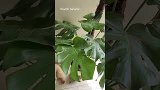 Beautiful foliage plants monstera love big leaves indoorplants asthetic look gardendesign [upl. by Hett284]