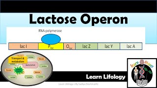 Lac Operon  Regulation of Lac Operon  Negative Regulation  positive Regulation [upl. by Nahsyar106]