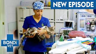 Cats Bladder Is Dangerously Blocked 🚨 Coast to Coast Season 9 Episode 2  Bondi Vet [upl. by Moise]