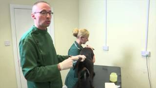 Pet Care Tips How to empty your dogs anal glands [upl. by Teresa]