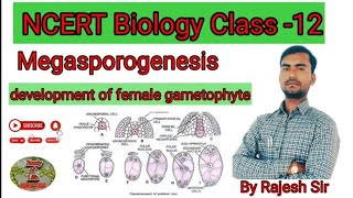 developmentoffemalegametophyte megasporogenesis ncertbiology rajeshsirbio neet rajeshsir [upl. by Deedee]