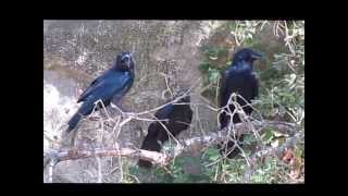 The Ultimate Guide to Feeding Crows in Your Backyard [upl. by Aindrea621]