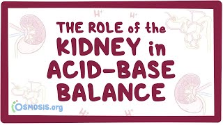 The role of the kidney in acidbase balance  renal physiology [upl. by Yun]