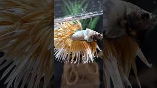 Ikan Cupang Crowntail Diawal Kemunculannya Dianggap Cacat [upl. by Bary]