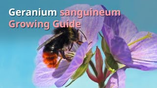 Geranium sanguineum Growing Guide [upl. by Deehahs]