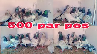 silti kamggar bichoo 6 jora sale 300 par pes sale bereedar lakka bredar pigeon [upl. by Leuname267]