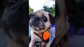 Screaming pug is NOT ready to say goodbye [upl. by Hnahc]