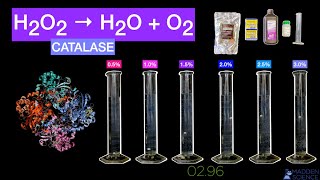 ENZYME LAB  Catalase Decomposing Hydrogen Peroxide  AP Biology  Sodium Alginate Yeast Spheres [upl. by Adalheid910]