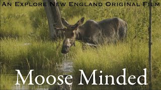 Moose Minded Moose Safari Moosehead Lake ME [upl. by Abrahan993]