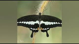 Awareness about Malabar Banded Swallowtail Butterfly by Bannerghatta Biological Park [upl. by Tiat272]