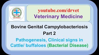 Bovine genital campylobacteriosis Part 2 pathogenesis clinical signs in cattle and buffaloes [upl. by Goetz]