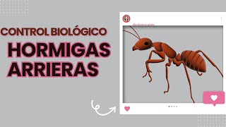 CONTROL BIOLÓGICO  HORMIGAS ARRIERAS BACHACOS [upl. by Noyrb]