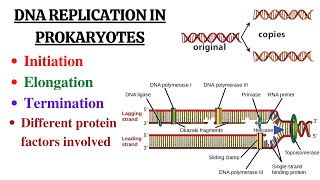 DNA replication in Prokaryotes Initiation Elongation Termination and summary [upl. by Manley976]