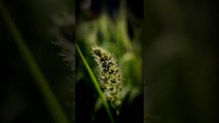 Setaria grass 🌿📸canonAmazing canon shortfeed shortsyoutube [upl. by Twum]