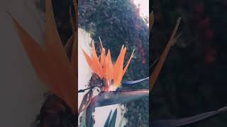 Strelitzia reginae🌹 flores naturaleza plantas Strelitziareginae [upl. by Massimiliano]