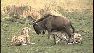 Cheetah brothers hunt and kill a wildebeest [upl. by Babbette]